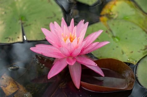 Le Lac des Trois Mille Lotus, un joyau scintillant niché dans la verdure !